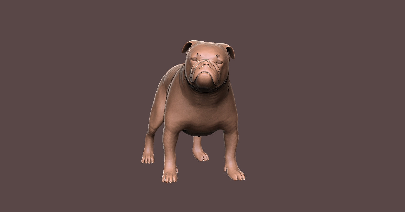 English Bulldog - Figura3d