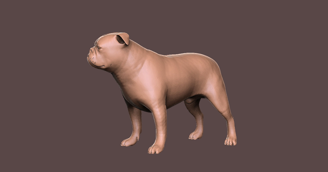 English Bulldog - Figura3d