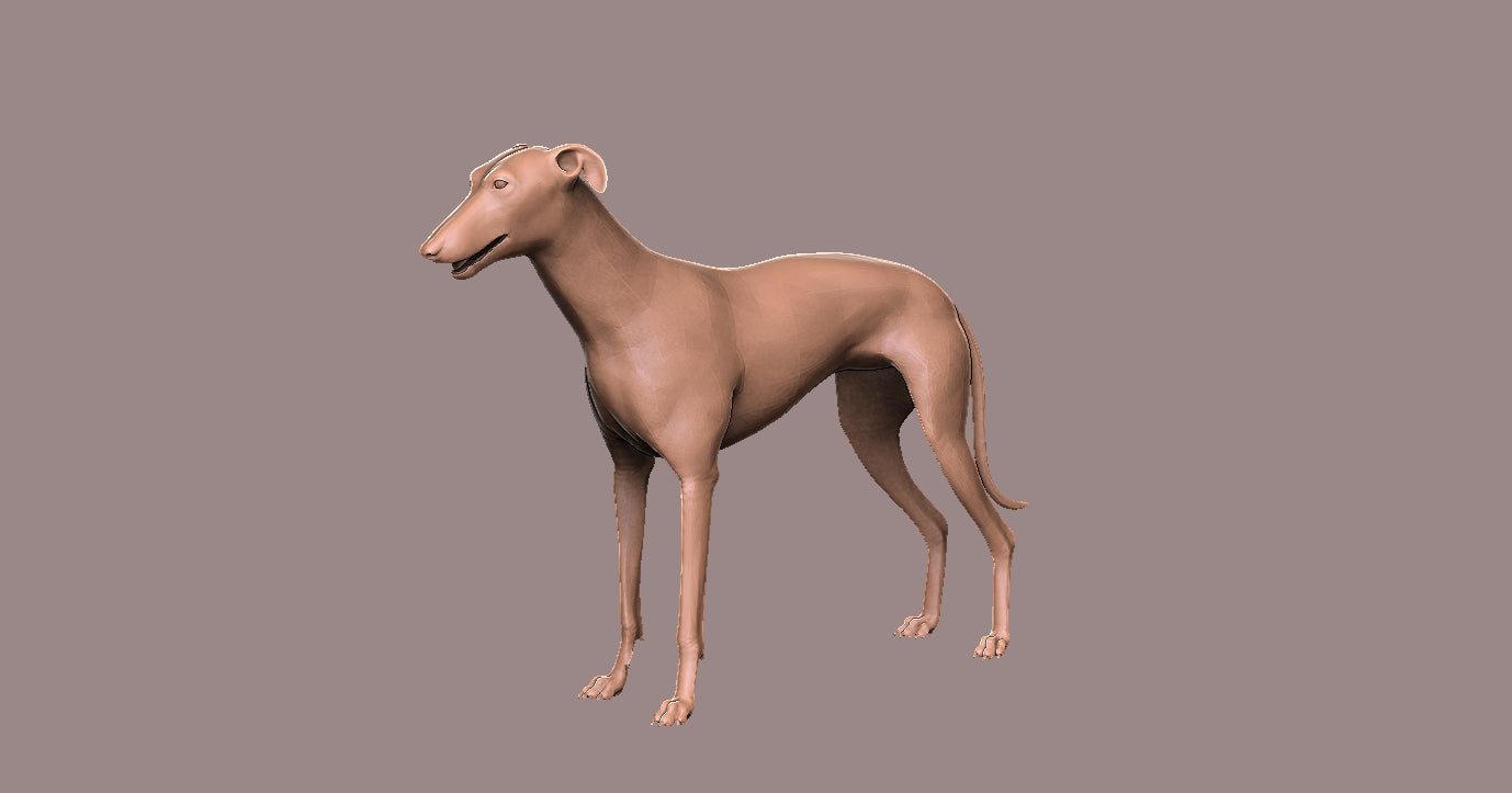 Galgo- Figura 3d