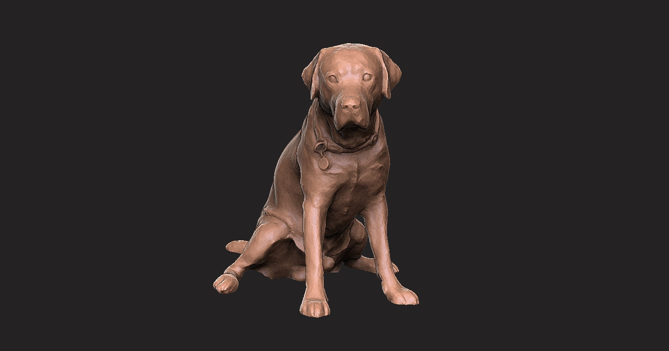 Labrador negro - Figura 3d