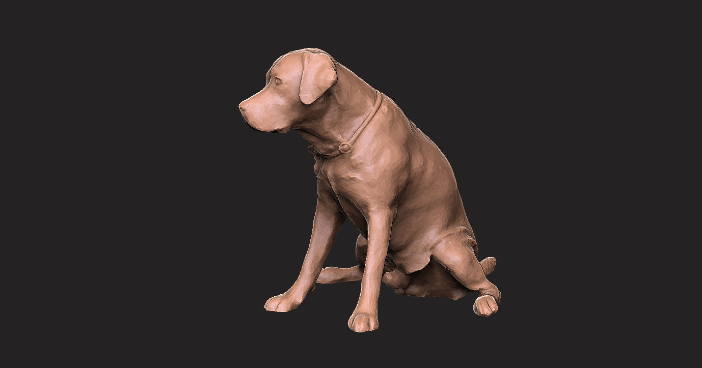 Labrador negro - Figura 3d
