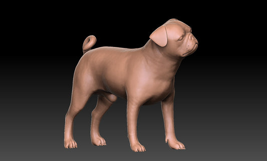 Carlino - Figura 3d