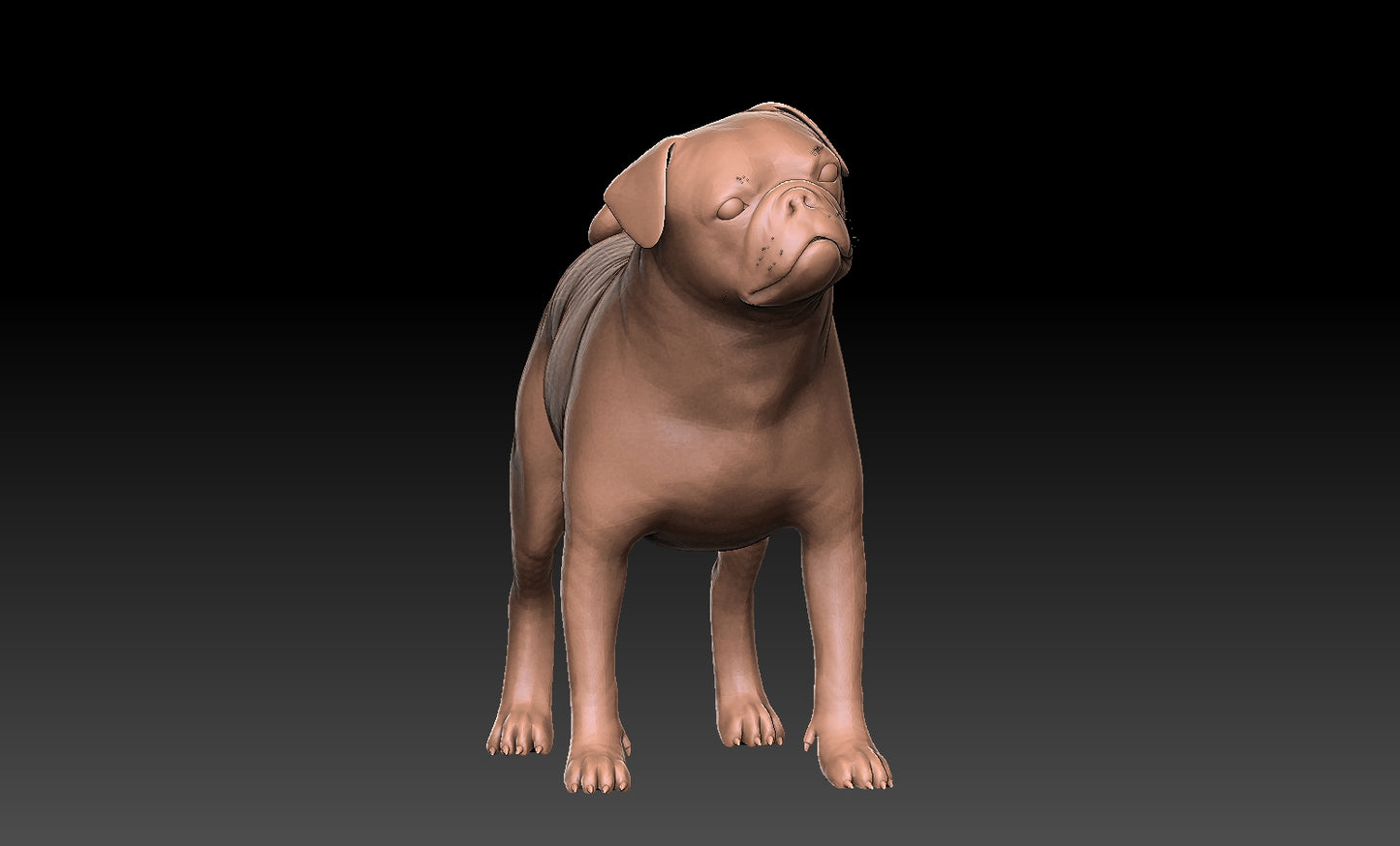 Carlino - Figura 3d