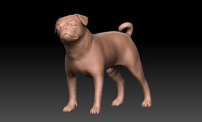 Carlino - Figura 3d