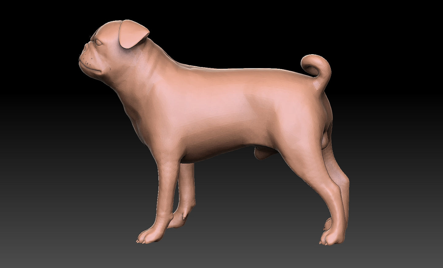 Carlino - Figura 3d