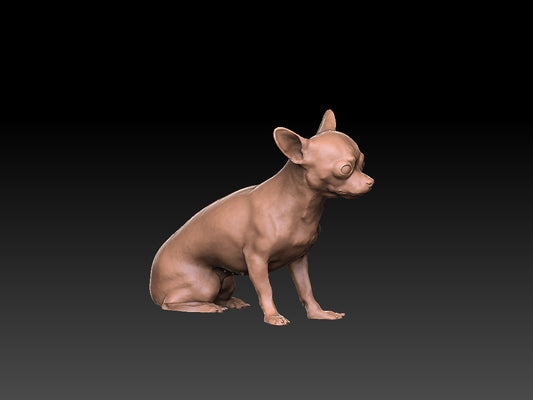 Chihuahua  - Figura 3d