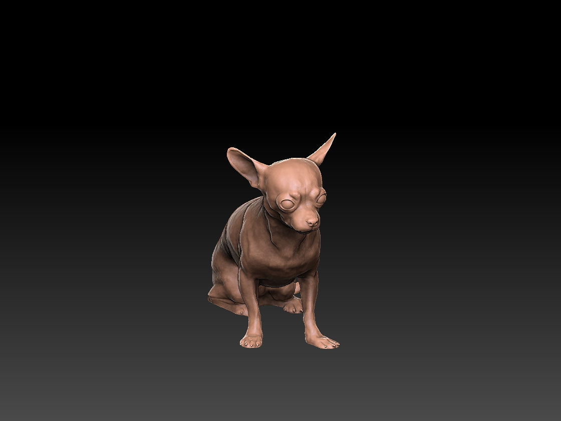 Chihuahua  - Figura 3d