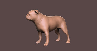 English Bulldog - Figura3d
