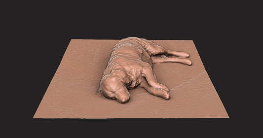 Golden Retriever -  Figura 3d