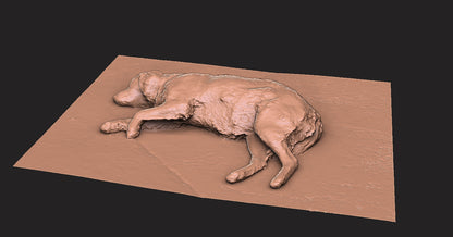 Golden Retriever -  Figura 3d