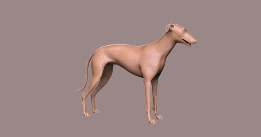 Galgo- Figura 3d