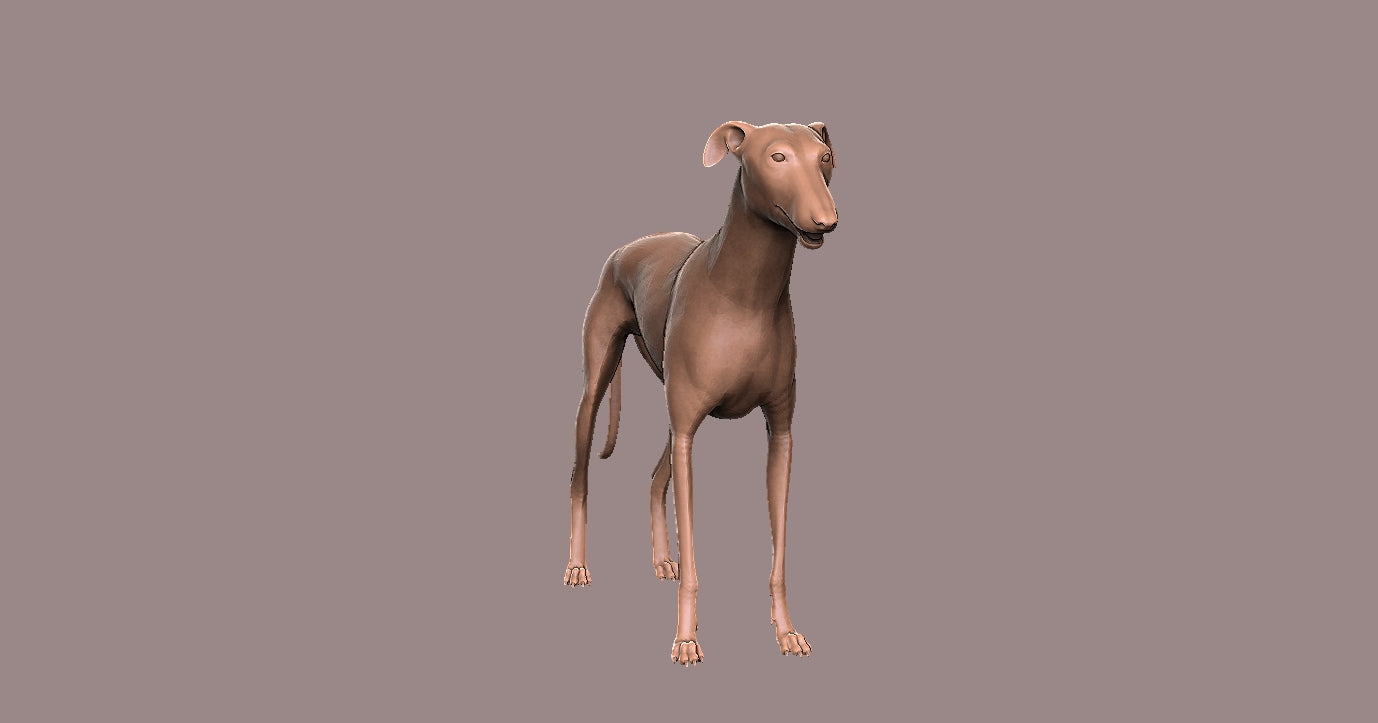 Galgo- Figura 3d