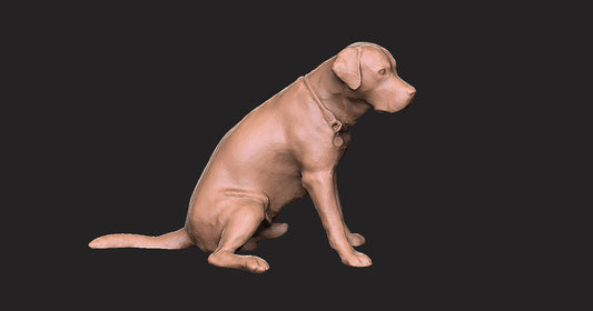 Labrador negro - Figura 3d