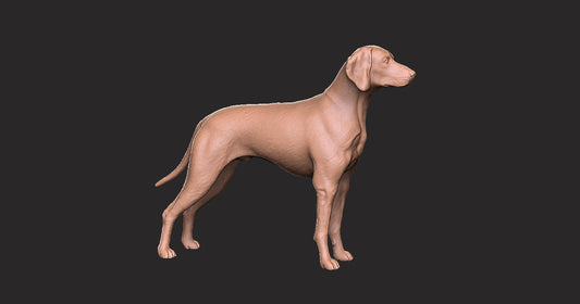 Braco de Weimaraner - Figura 3d
