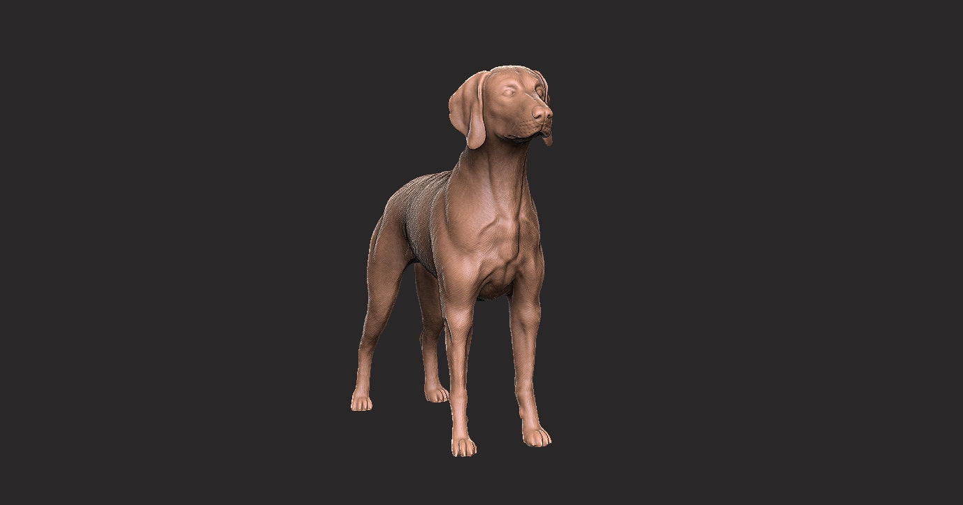 Braco de Weimaraner - Figura 3d
