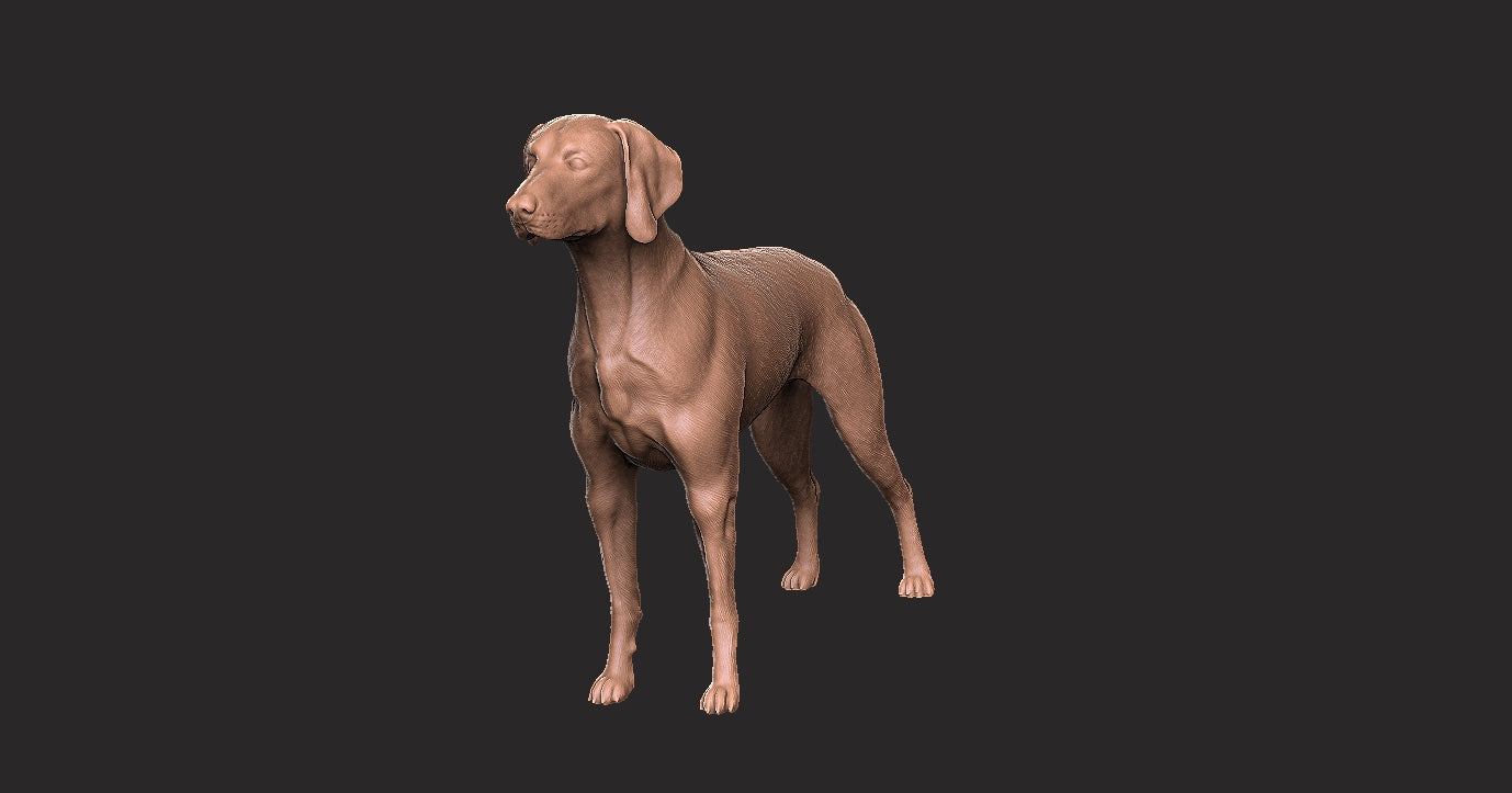 Braco de Weimaraner - Figura 3d